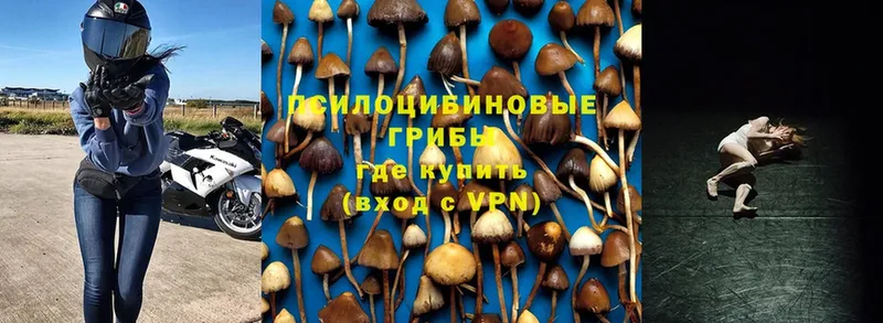 Галлюциногенные грибы MAGIC MUSHROOMS  ОМГ ОМГ tor  Тарко-Сале 